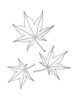 Acer japonicum Hessei Acer japonicum Hessei